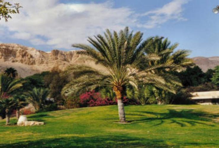 קיבוץ קליה בצפון ים המלח